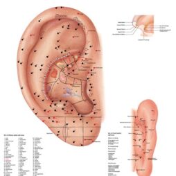 Anatomical Chart - Acupuncture Ear, laminated