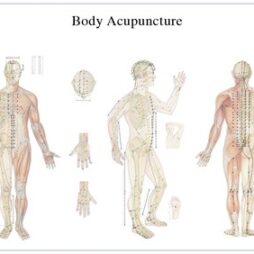 Anatomical Chart - Acupuncture body, laminated