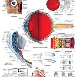 Anatomical Chart - Eye,  laminated