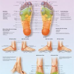 Anatomical Chart - Foot Massage, Reflex Zone, laminated