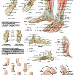 Anatomical Chart - Foot & Ankle,  laminated