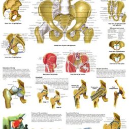 Anatomical Chart - Hip & Pelvis,  laminated