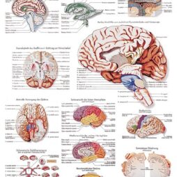 Anatomical Chart - human brain, laminated