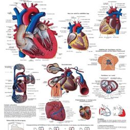 Anatomical Chart - Human Heart,  laminated