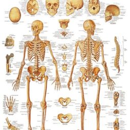 Anatomical Chart - Human Skeleton,  laminated