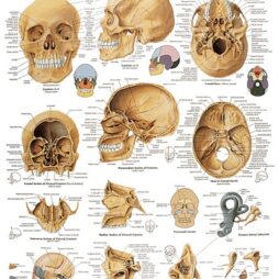 Anatomical Chart - Human Skull,  laminated