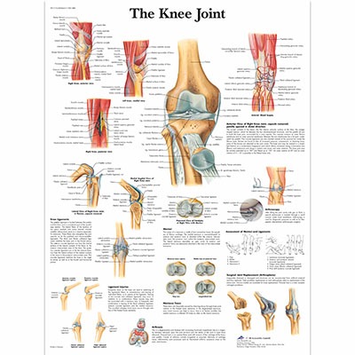 Anatomical Chart - Knee Joint,  laminated