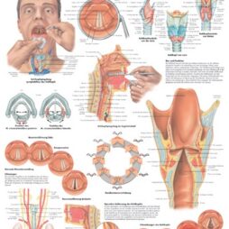 Anatomical Chart - Larynx,  laminated