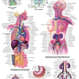 Anatomical Chart - Lymphatic System,  laminated