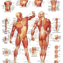 Anatomical Chart - Musculature,  laminated