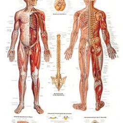 Anatomical Chart - Nervous System Chart,  laminated