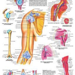 Anatomical Chart - Shoulder & Elbow,  laminated
