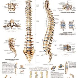 Anatomical Chart - Spinal Column,  laminated
