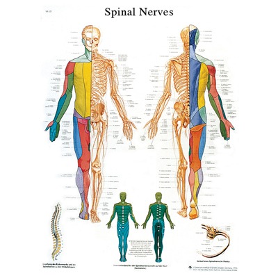 Anatomical Chart - Spinal Nerves,  laminated
