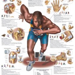 Anatomical Chart - Sports Injuries,  laminated