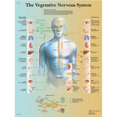 Anatomical Chart - Vegetative Nervous System ,  laminated
