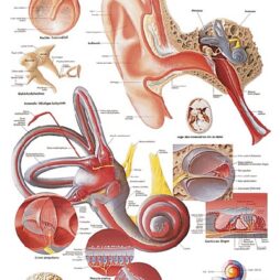 Anatomical Chart - Ear,  laminated